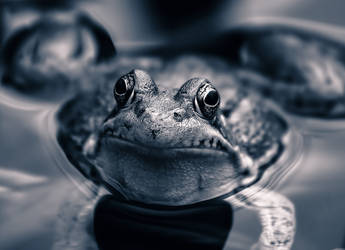 Silver Frog
