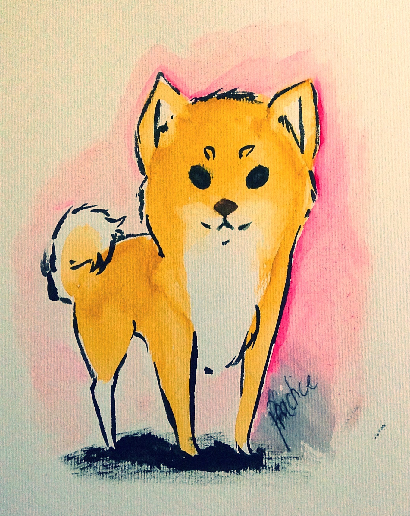 Shiba Inu