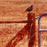 Quail on a Fence