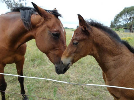 A Mother's Love