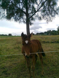 Foal