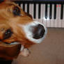 beagles like jazz 2