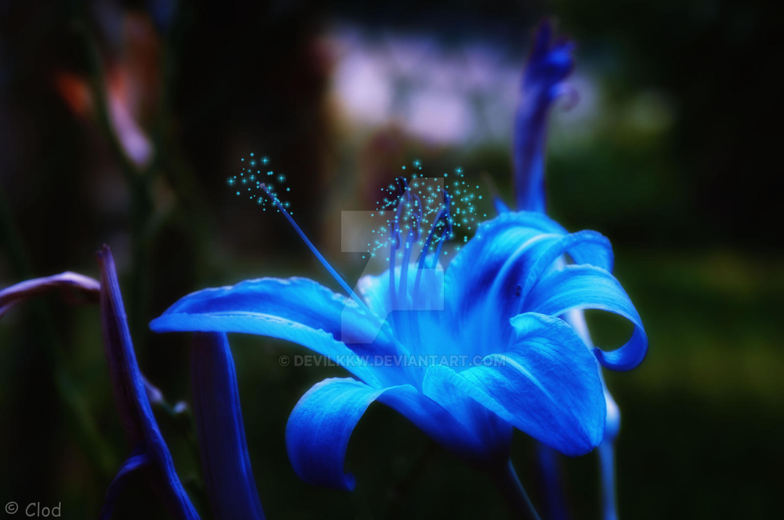 Flowers Flowers