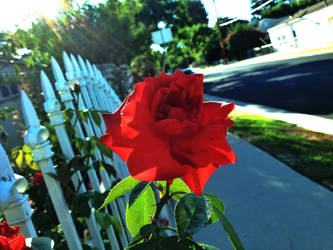 Sunlit Red Rose