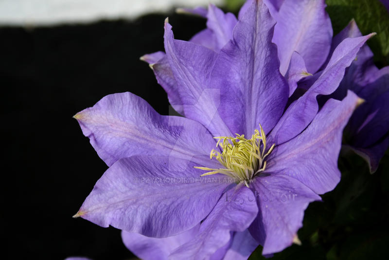 Clematis