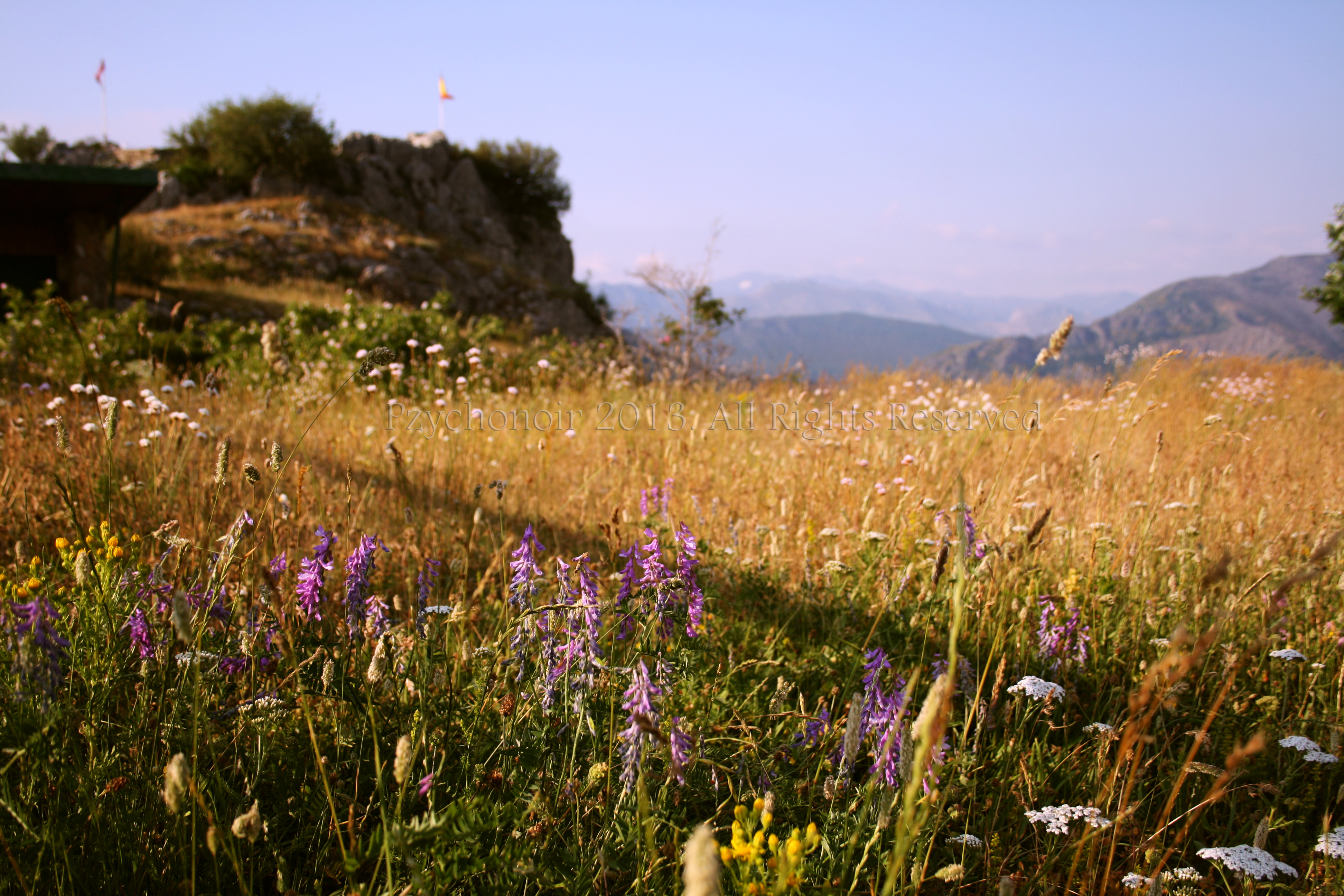 Fields of Joy