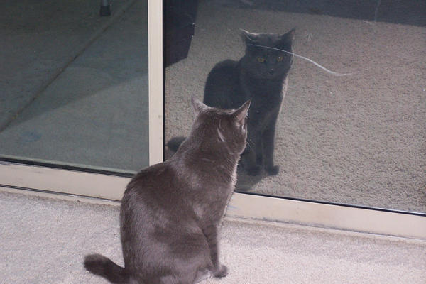 Mew Using Reflect Reflection Mew Reflection by CourtneyElizabethR on DeviantArt