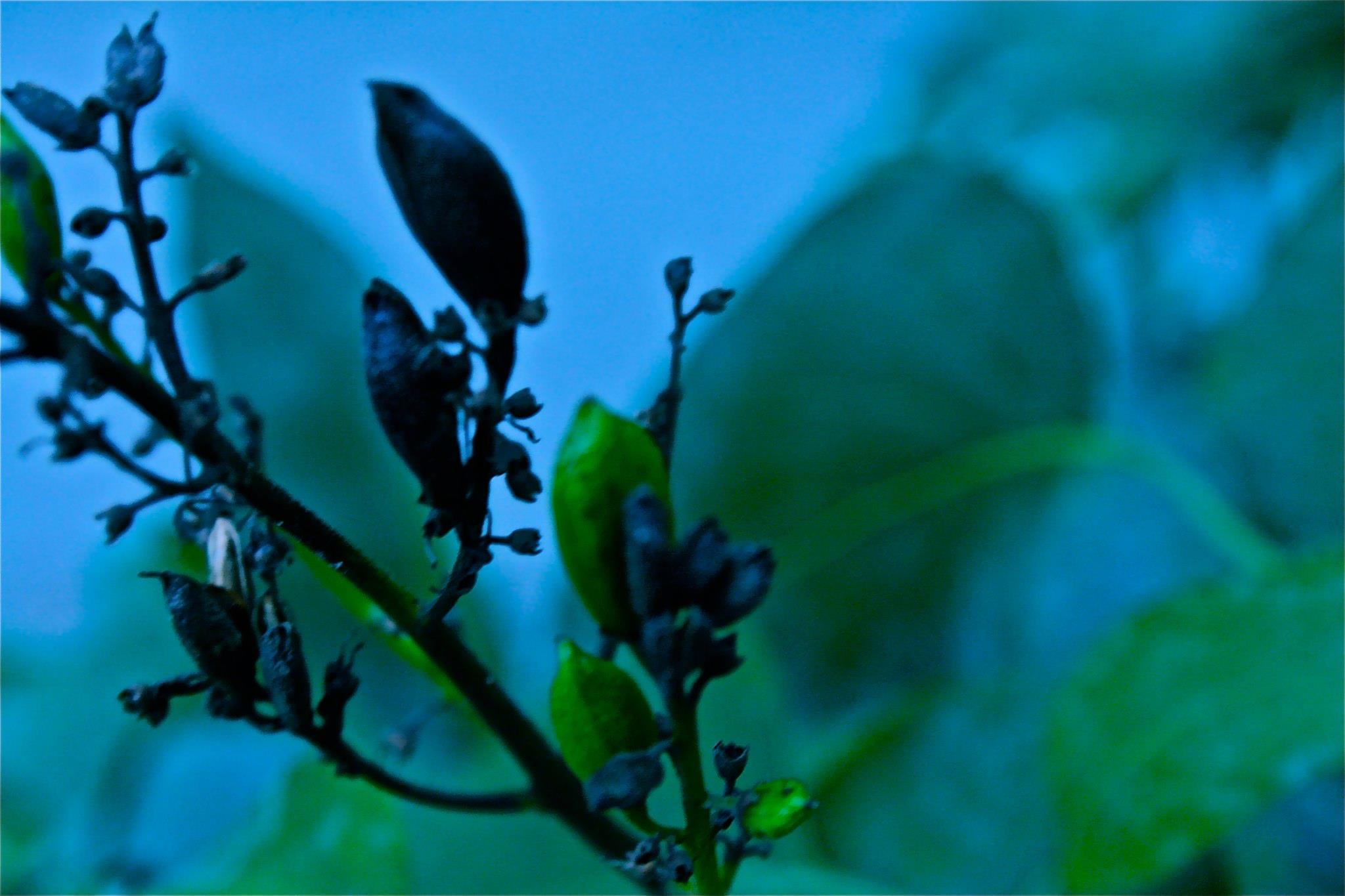 Buds in the rain