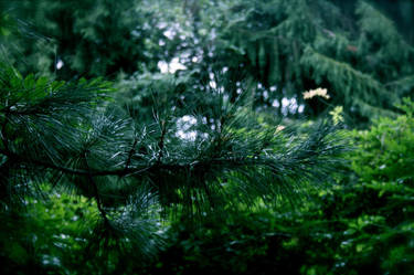 Crisp Pine