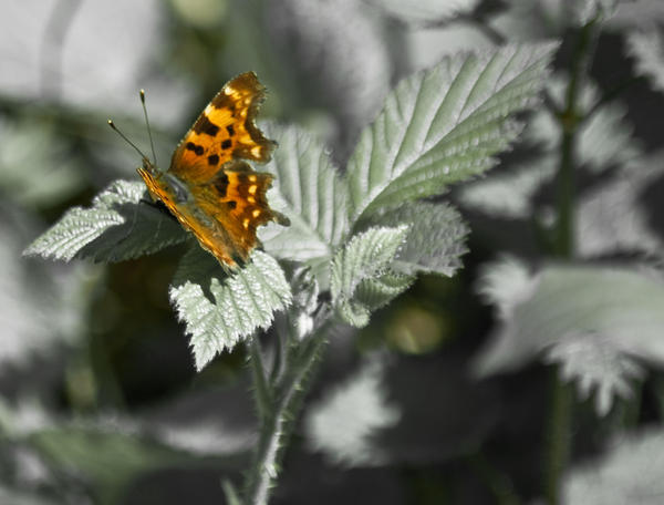 comma butterfly 2