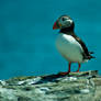 puffin 8