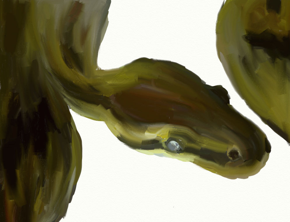 Ball Python by SynPlus on DeviantArt