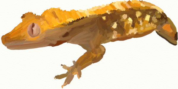 Gecko Deviantart gecko gecko gecko gecko by SynPlus on DeviantArt