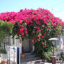 The House of Bougainvillea