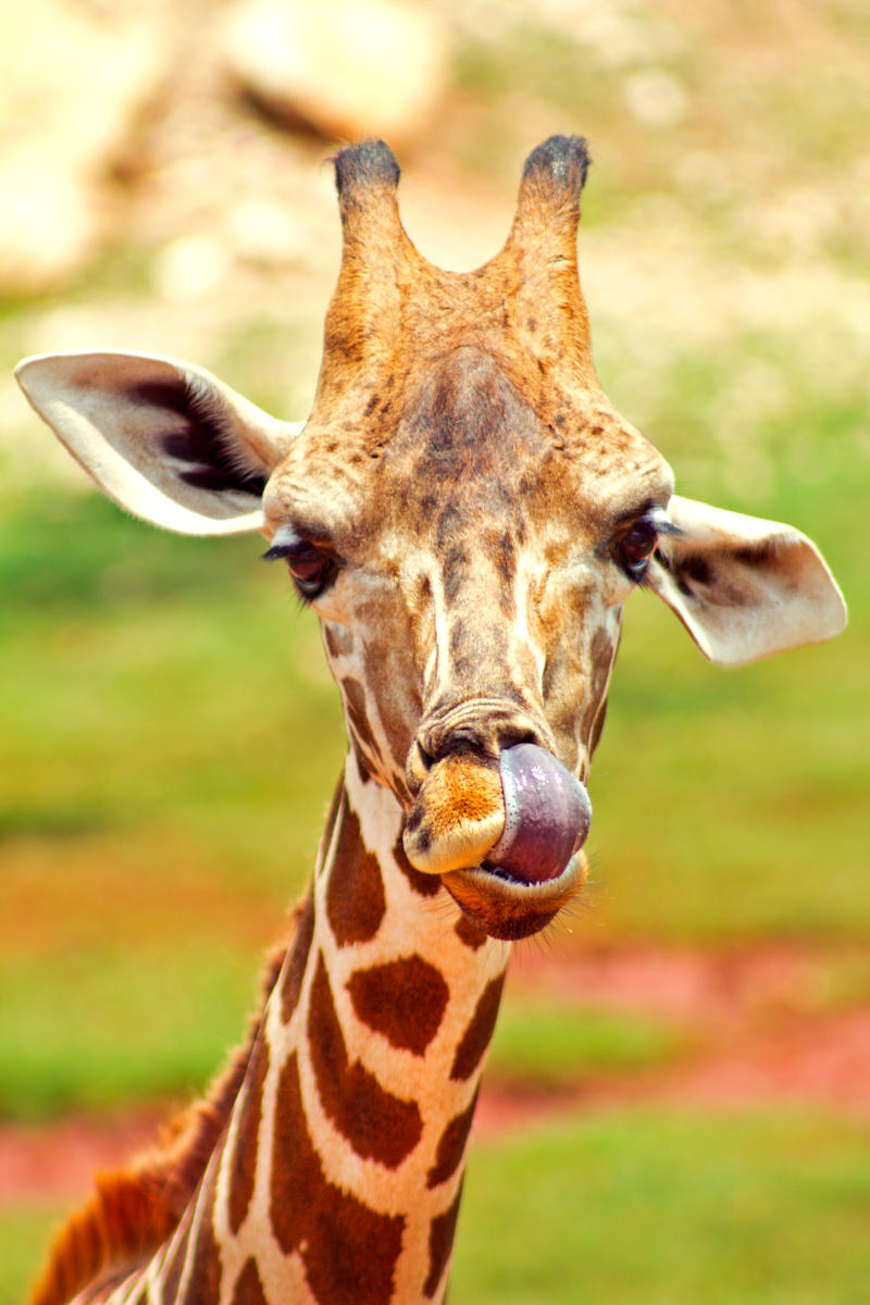 Giraffe