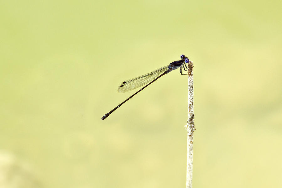 Damselfly IV