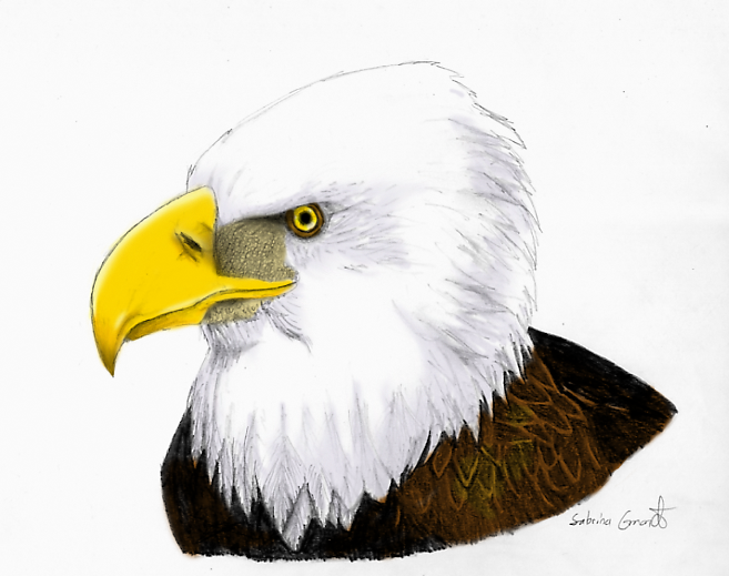 eagle -color-