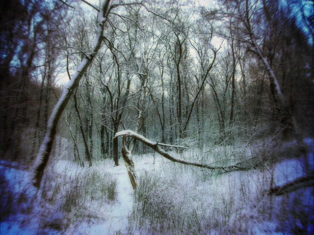 Winter forest