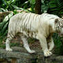 White Tiger Stock 1