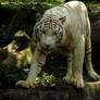 White Tiger Stock 2