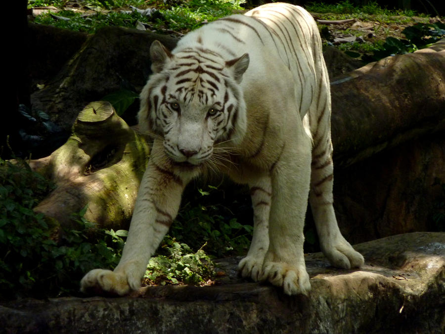 White Tiger Stock 2