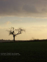 The lonely tree