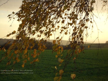 Leaves in the Wind