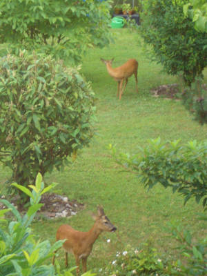 Bambis in the garden...?
