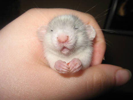 Widdle baby rat