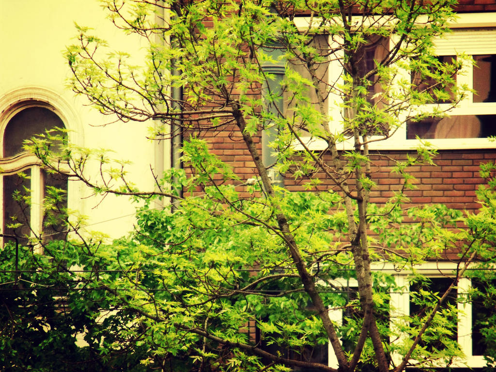 Windows with tree by teireira on DeviantArt
