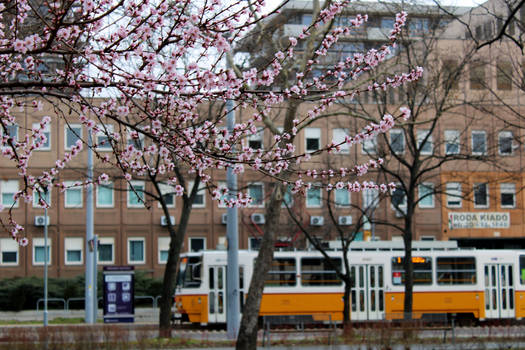 Budapest sakura III.