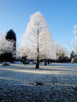 Lonely Tree