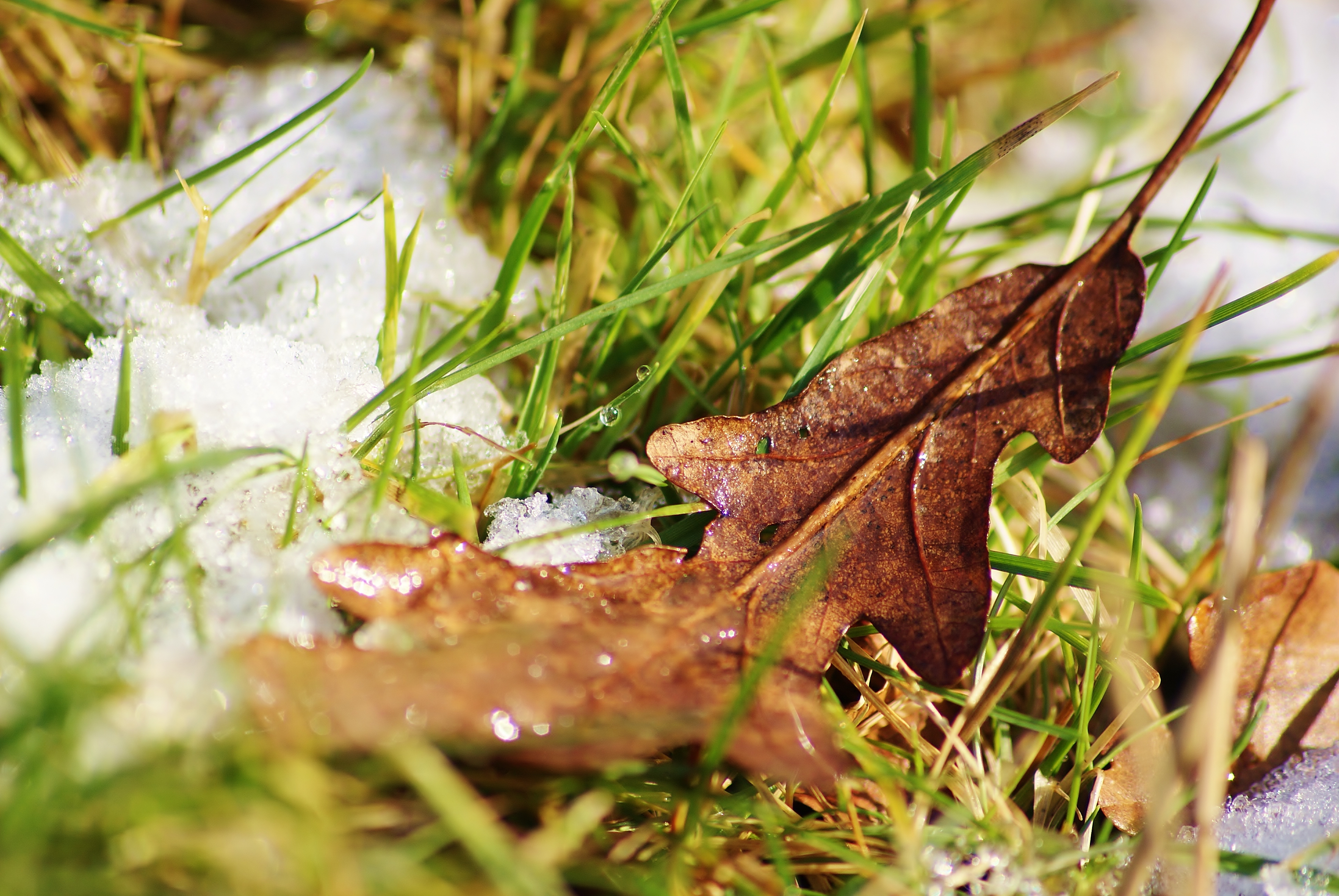 Icy Leaf