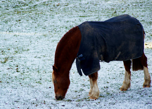 Horse Frost 2