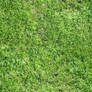 grass texture repeating patter