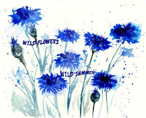 Blue wild cornflowers