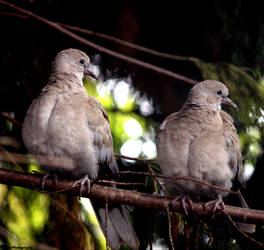 Pigeons