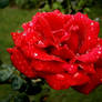 Red Rose In Rain