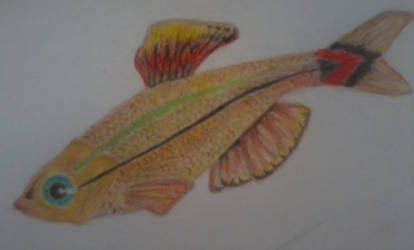 Tanichthys albonubes