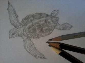 Sea Turtle