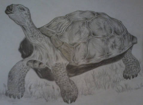 Tortoise (Galapagos)