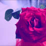 Red Rose