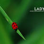 :: Ladybird ::