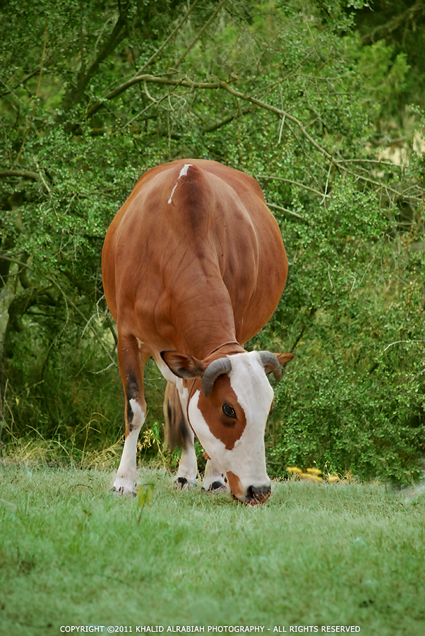 COW