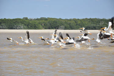 Pelican Formation