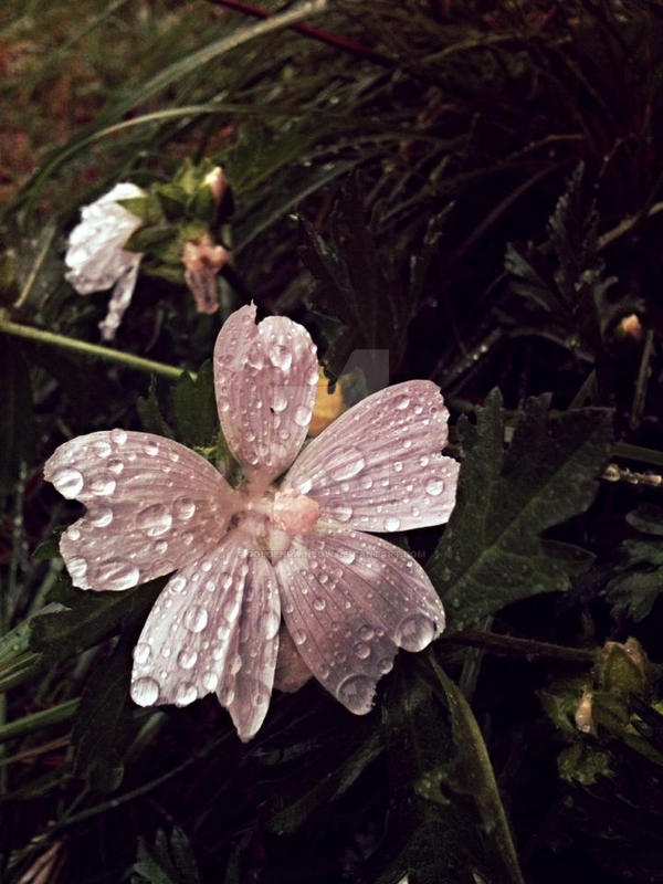 Devas Raining Flowers Rain Drop Flower. by goldenrainbow on DeviantArt