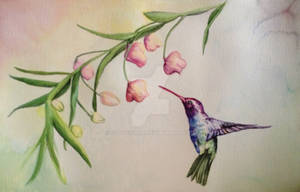 Hummingbird