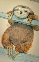 Sloth with watercolor