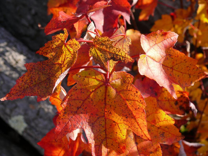 Red Autumn Leaves