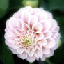 Photo0004 - Flower